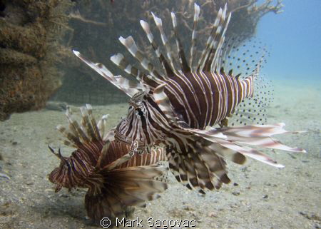 Here too- we have Lion fish at the Blue Heron Bridge too.... by Mark Sagovac 