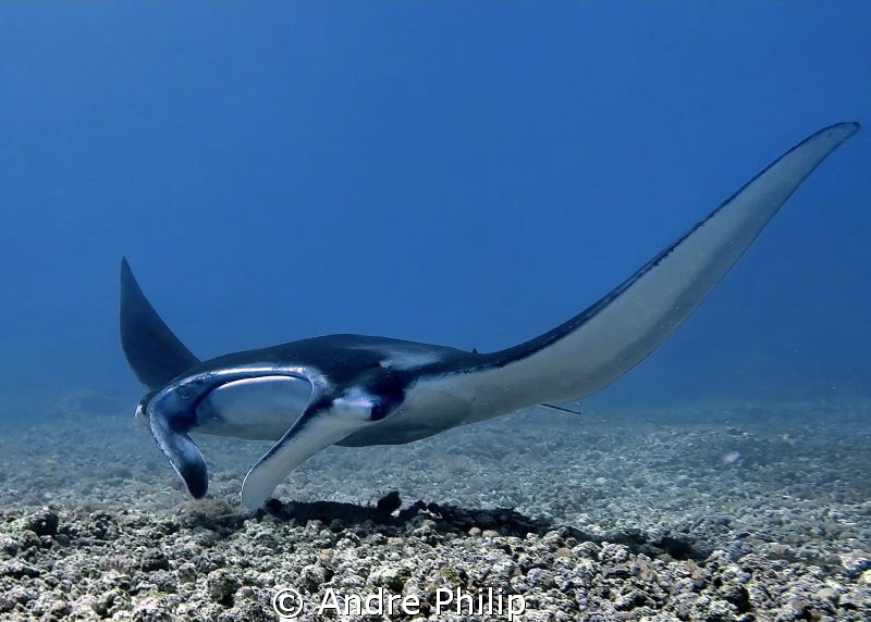 Manta Ray on the "Airstrip" in Komodo by Andre Philip 