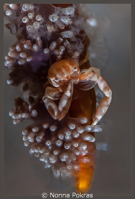 Soft coral porcellain crab by Nonna Pokras 