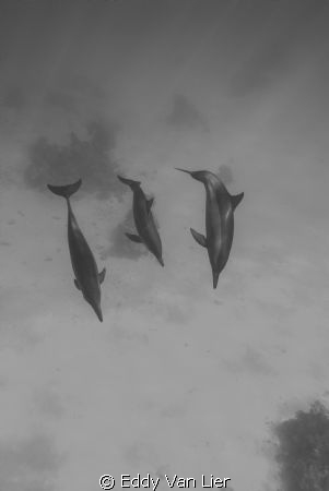 longnose family, Dolphin reef by Eddy Van Lier 