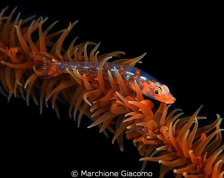 Free climbing, Goby on whip coral
Nikon D800E, 105 micro... by Marchione Giacomo 