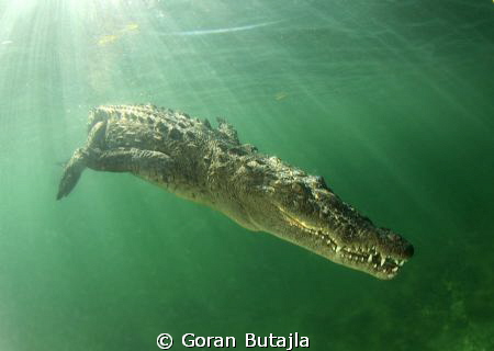 croc decides to end the session with photographers and sw... by Goran Butajla 