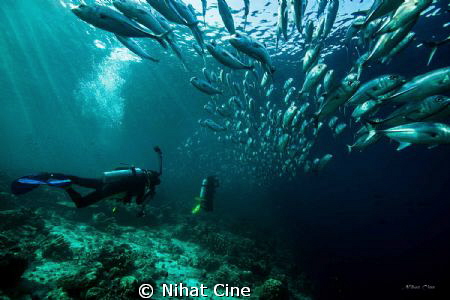 under jackfish shoal at Baracuda Point in Sipadan Island... by Nihat Cine 