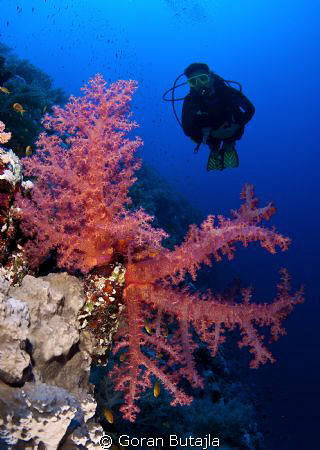 mighty elphinstone reef by Goran Butajla 