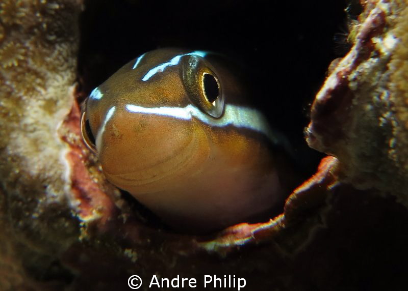 A nice Smiley :-) - Blenny Portrait by Andre Philip 