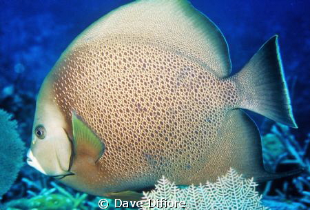 Adult French Angel off Cozumel Wall by Dave Difiore 