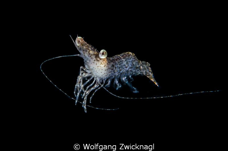 after molting, this shrimp started swimming around. a per... by Wolfgang Zwicknagl 