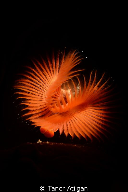 Tube worm from Bodrum/Turkey (w/Snoot) by Taner Atilgan 