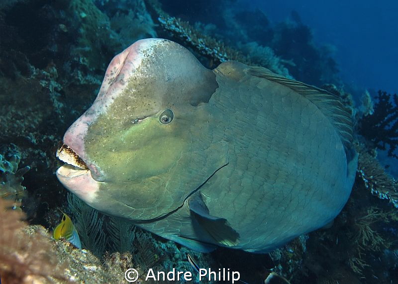 a rarely very close encounter with a bumphead parrotfish by Andre Philip 