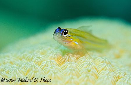 A peppermint gobie on coral. Taken in Bonaire with a Cano... by Michael Shope 