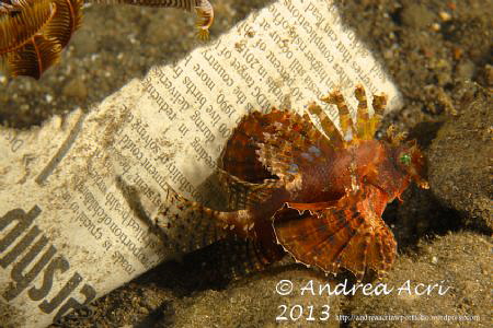 Scorpionfish on the Newspaper by Andrea Acri 