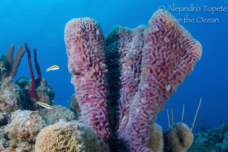 Coral with fish, Chinchorro Mexico by Alejandro Topete 