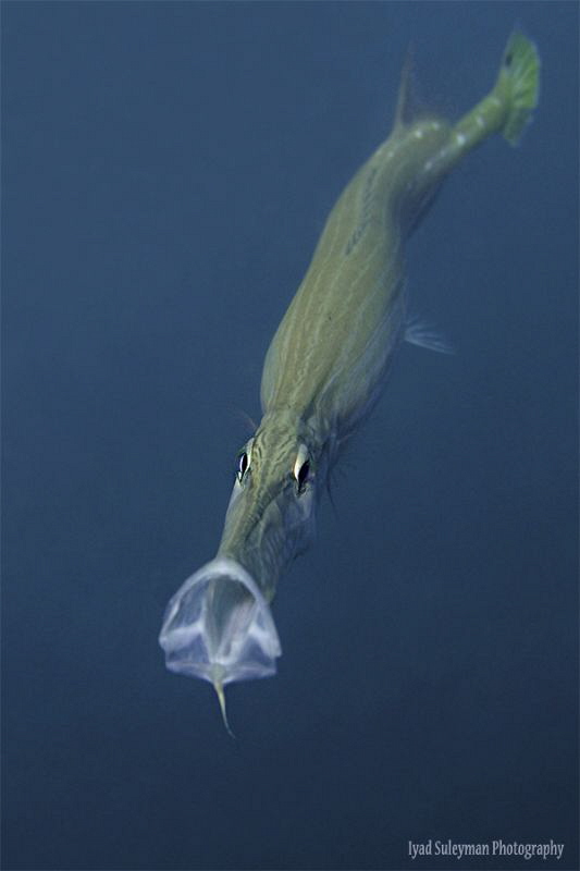 Yawning Trumpetfish... by Iyad Suleyman 