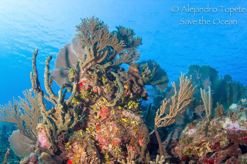 Amazing Reef, Gardens of the queen Cuba by Alejandro Topete 