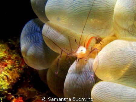 Vir Philippinensis (bubble coral shrimp) by Samantha Buonvino 