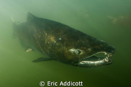Spawning male King Salmon by Eric Addicott 