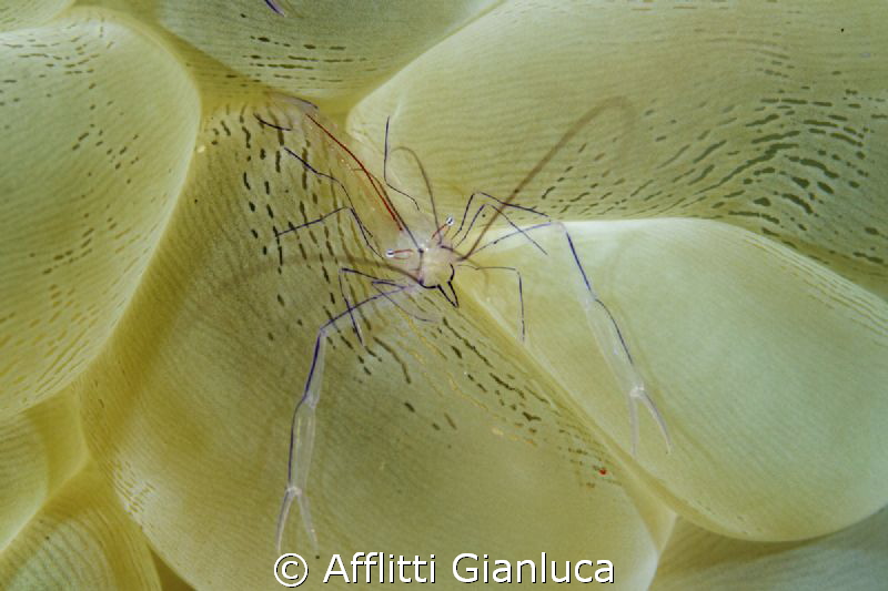 commensal shrimp by Afflitti Gianluca 