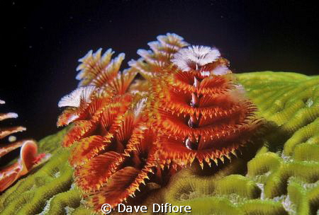 1 to 1 Christmas tree worms Grand Cayman by Dave Difiore 