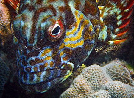 Reef fish, snorkeling, Maui, Hawaii. by Robert Fleckenstein 