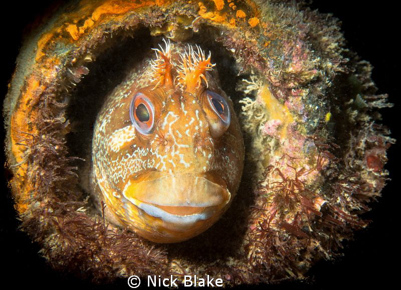 A Tompot Blenny sheltering inside a pipe at Swanage Pier, UK by Nick Blake 