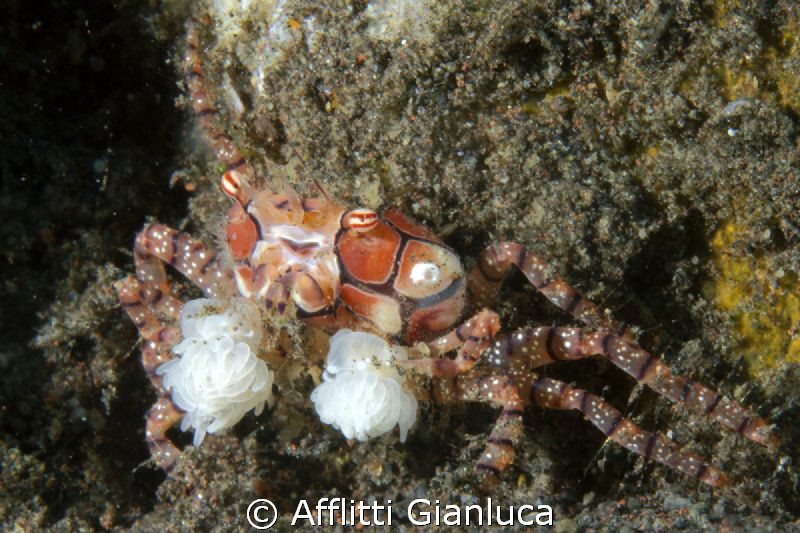 boxer crab by Afflitti Gianluca 