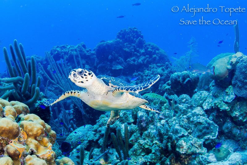 Turtle in the Reef, San Pedro Belize by Alejandro Topete 