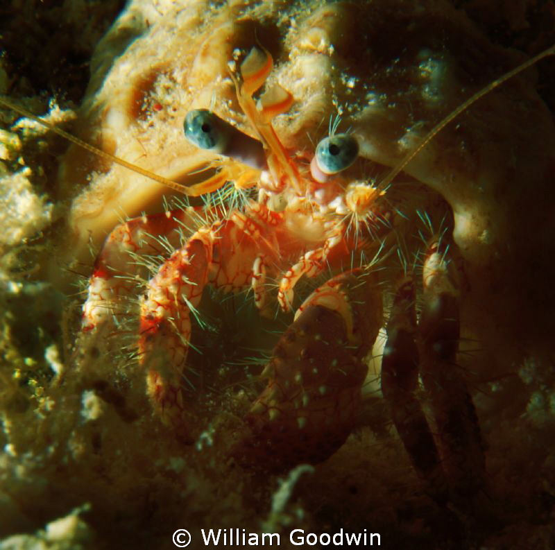 Blue-eyed Crustacean, Cayman Brac night dive. by William Goodwin 