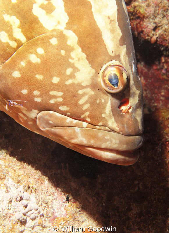 Magic eye on this grouper who was begging for attention. ... by William Goodwin 