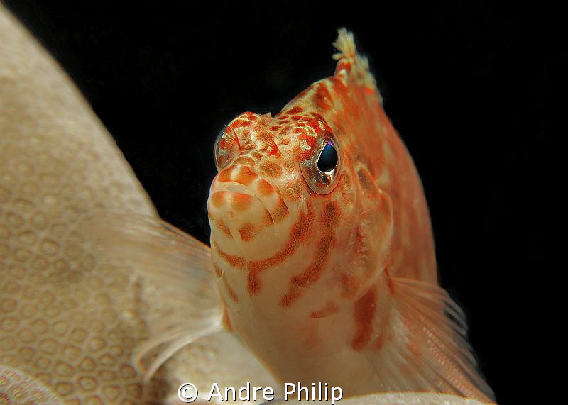 Portrait of a Hawkfish by Andre Philip 