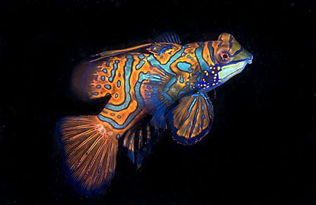 Mandarin Fish. Lembeh. Typically seen down in the coral r... by Rand Mcmeins 