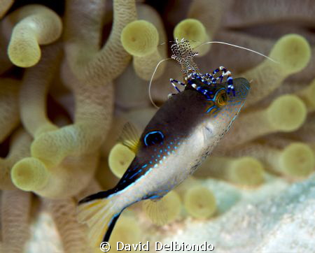 While shore diving in Bonaire at the dive site Torre's Re... by David Delbiondo 