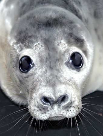 Grey Seal pup. Nikon D70, 300mm lens by Grant Kennedy 