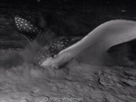 Eagle ray came surprisingly close- perhaps he did not see... by Marc Wiseman 