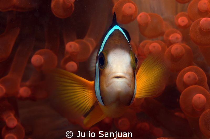 Clownfish and anemone. Nikon D70, 60mm Macro.  Aquatica H... by Julio Sanjuan 