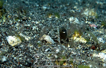 curiosity....
sand-eel 
El Hierro - Canary Islands
Can... by Claudia Weber-Gebert 