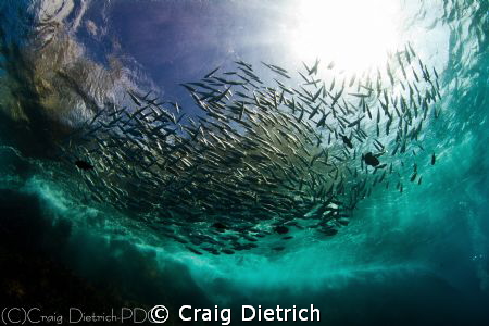 Shot at San Benedicto Island. Canon 7D with Tokina 10-17.... by Craig Dietrich 