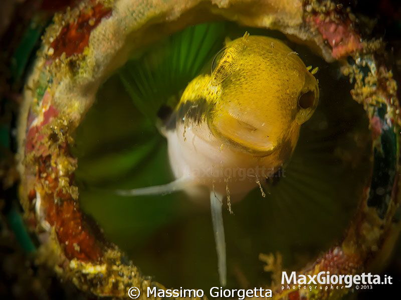 Blenny by Massimo Giorgetta 