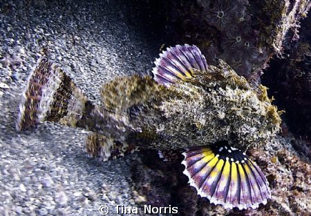 Stonefish by Tina Norris 