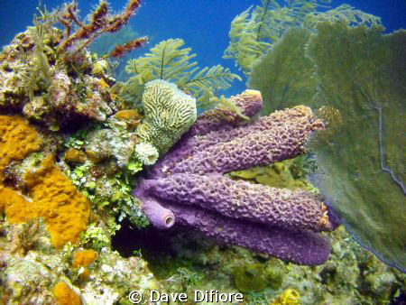 Very Large tube sponges by Dave Difiore 