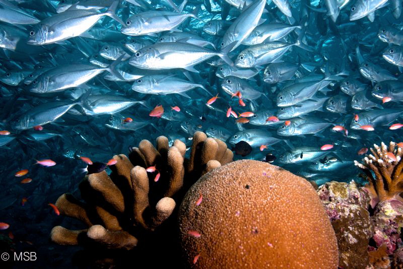 Corals and Jackfish shoal together in Sipadan. Nikon D800... by Mehmet Salih Bilal 