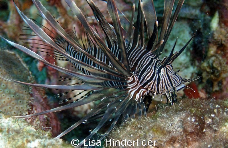 Lion fish look so elegant & beautiful, it is truly a sham... by Lisa Hinderlider 