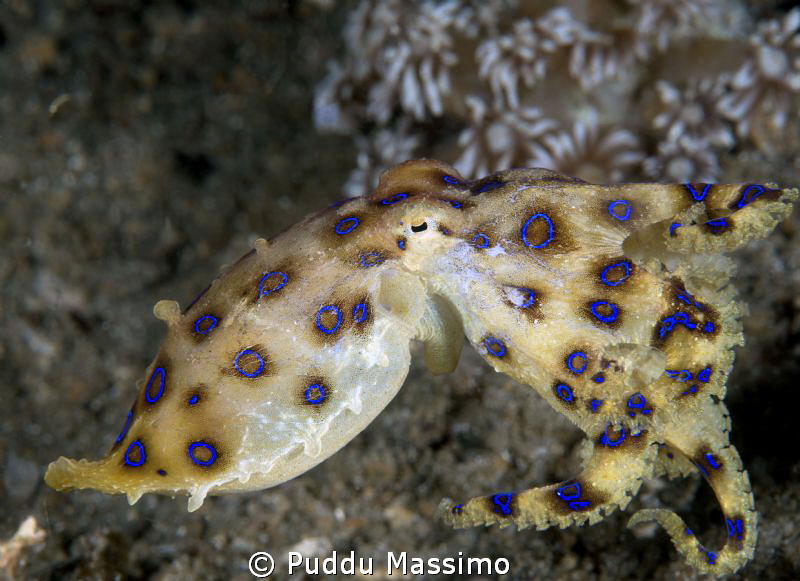 blue ring octopus,nikon D800 e 105 micro,lembeh strait by Puddu Massimo 