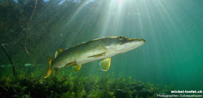 Pike Fish in the sunlight by Michel Lonfat 