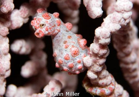 Pygmy Seahorse - Ahmed, Bali by John Miller 