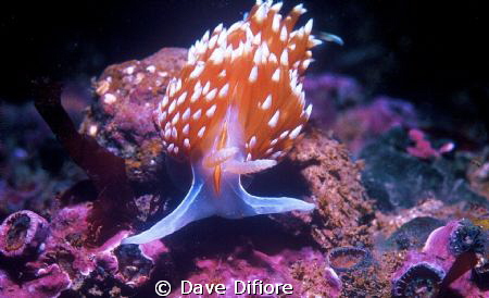 California Nudibranch form Monterey Bay by Dave Difiore 