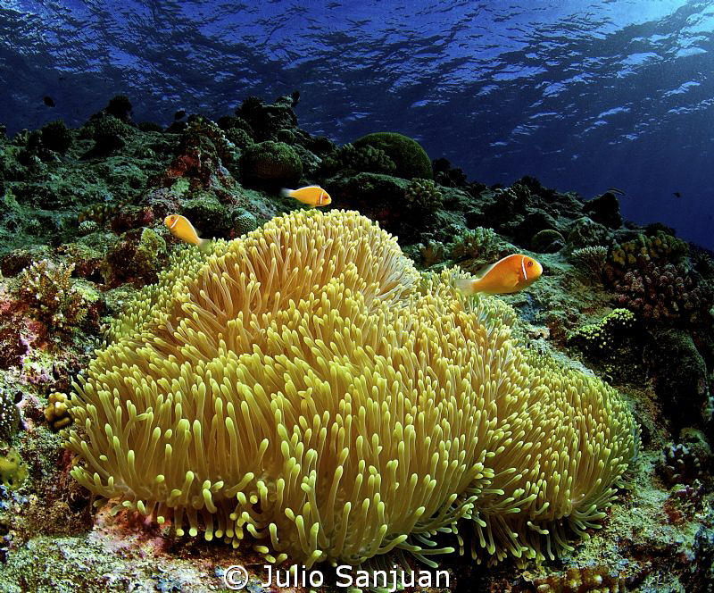 Anemone and clownfish in Palau, Nikon D70, 10,5mm. Aquati... by Julio Sanjuan 