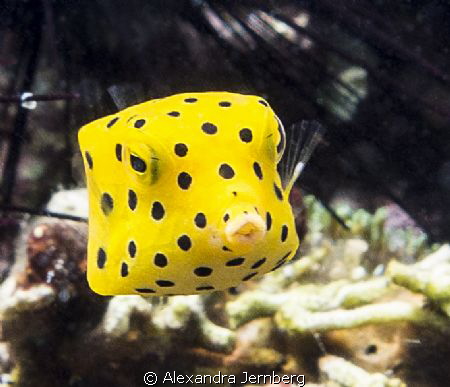 Yellow boxfish by Alexandra Jernberg 