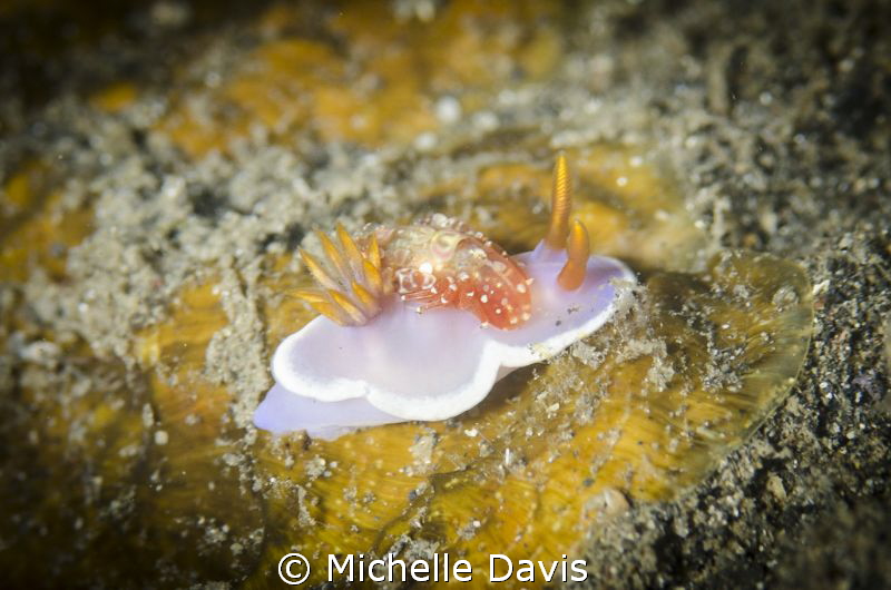 Check out the shrimp hitching a ride on this nudi's back! by Michelle Davis 