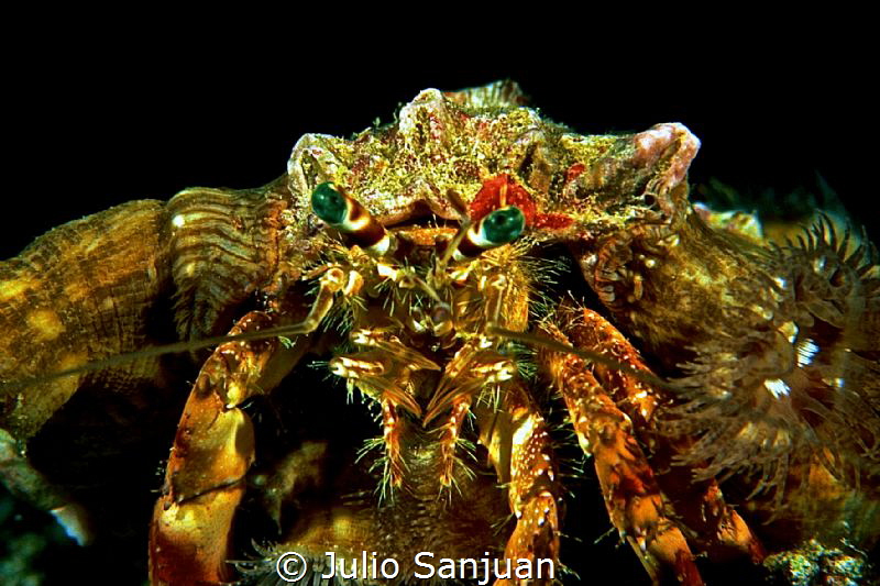 Hermit crab during night dive in Ibiza. F90 in Aquatica H... by Julio Sanjuan 
