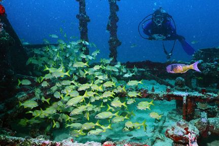 Diver swims into a school of Grunts on a wreck in Aruba. ... by Matthew Shanley 